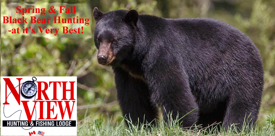 New Brunswick Black Bear, Moose, Deer hunting outfitters and Lodges